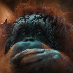 face of an old orang utan